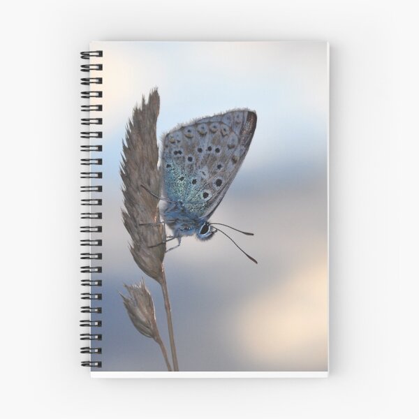 Item preview, Common blue butterfly designed and sold by HoundieLover.