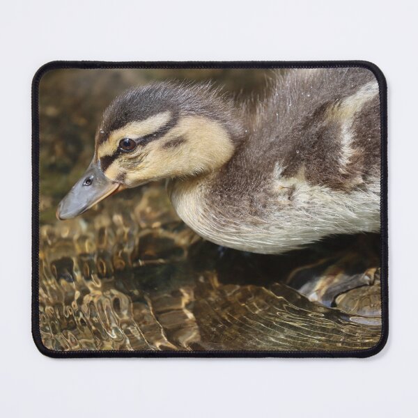 Item preview, Mallard duckling designed and sold by GreyFeatherPhot.