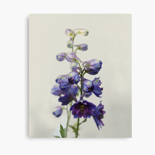 Item preview, Delphinium designed and sold by ana dawani.