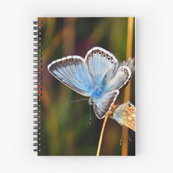 Item preview, Common blue butterfly designed and sold by HoundieLover.