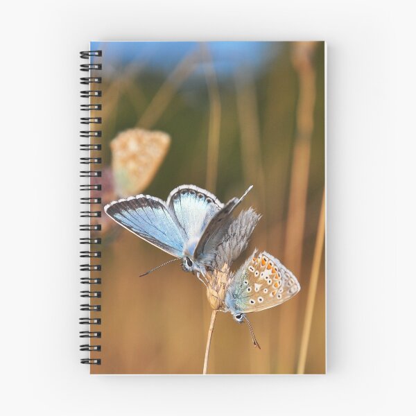Item preview, Common blue butterfly designed and sold by HoundieLover.