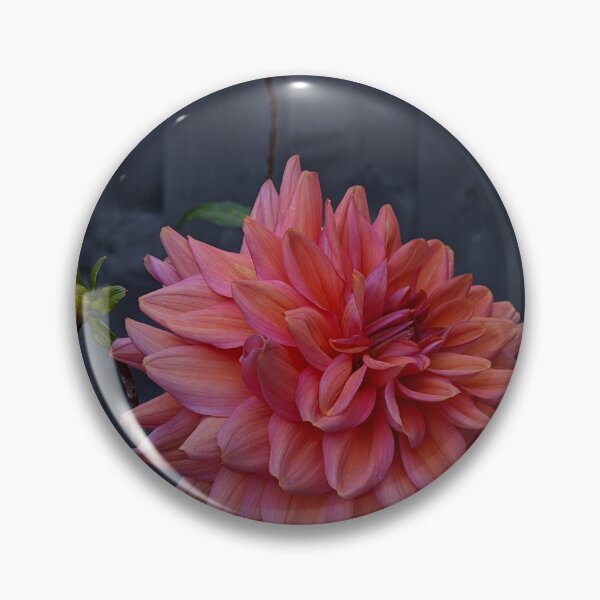 Item preview, Sunset Negroni Dahlia in Bloom, Macro Garden Photography designed and sold by PrettyAround.