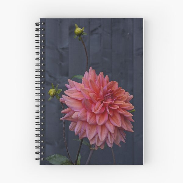 Item preview, Sunset Negroni Dahlia in Bloom, Macro Garden Photography designed and sold by PrettyAround.