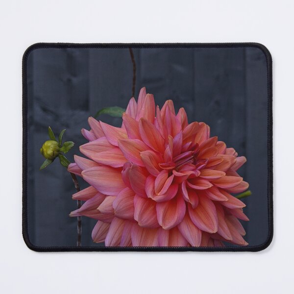Item preview, Sunset Negroni Dahlia in Bloom, Macro Garden Photography designed and sold by PrettyAround.