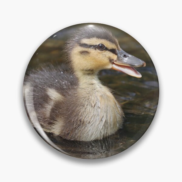 Item preview, Mallard duckling II designed and sold by GreyFeatherPhot.