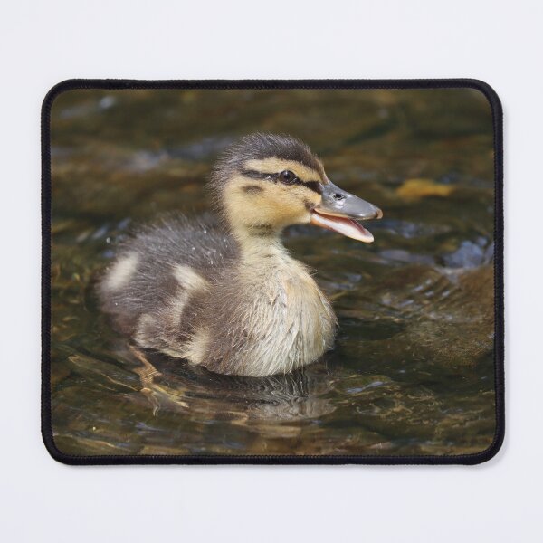 Item preview, Mallard duckling II designed and sold by GreyFeatherPhot.