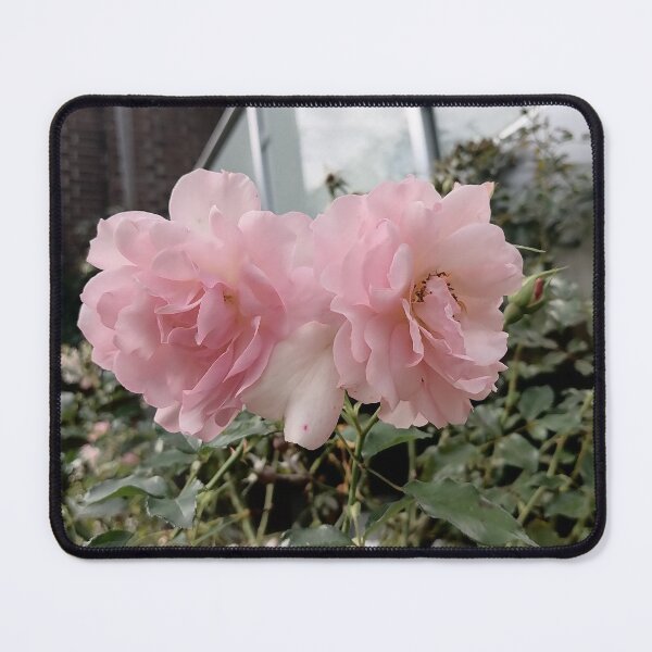 Item preview, Delicate Pink Roses in Bloom designed and sold by PhuongVoArt.
