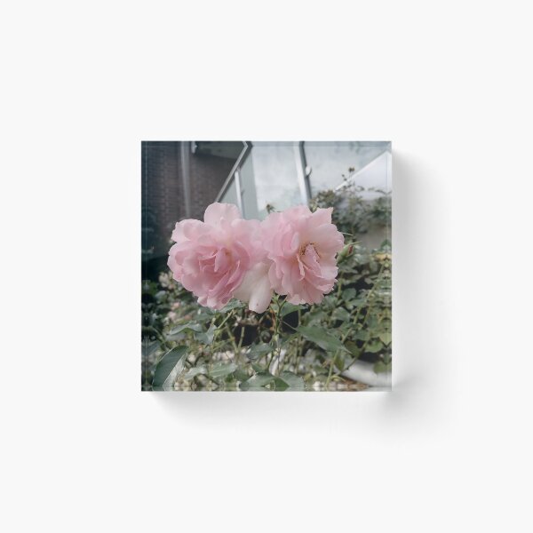 Artikelvorschau, Delicate Pink Roses in Bloom entworfen und verkauft von PhuongVoArt.