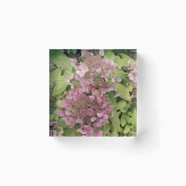 Item preview, Pink Hydrangea Flowers in Bloom designed and sold by PhuongVoArt.