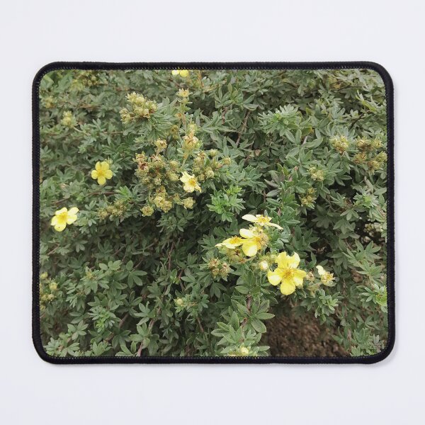 Item preview, Yellow Potentilla Flowers in Garden designed and sold by PhuongVoArt.