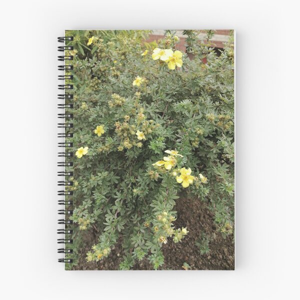 Item preview, Yellow Potentilla Flowers in Garden designed and sold by PhuongVoArt.