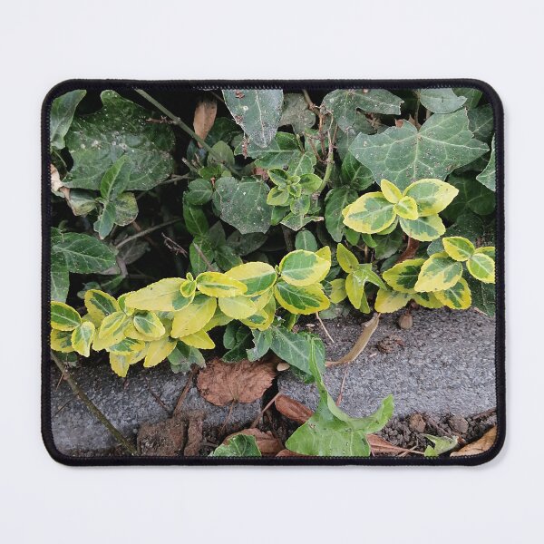 Item preview, Variegated Green Yellow Garden Foliage designed and sold by PhuongVoArt.