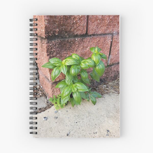 Artikelvorschau, Basil entworfen und verkauft von concretebotany.