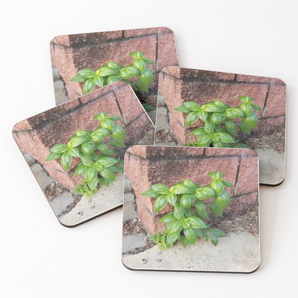 Item preview, Basil  designed and sold by concretebotany.