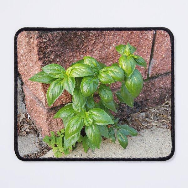 Item preview, Basil  designed and sold by concretebotany.
