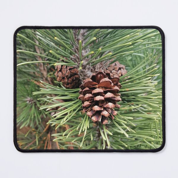 Item preview, Pine Cone Among Evergreen Needles designed and sold by PhuongVoArt.