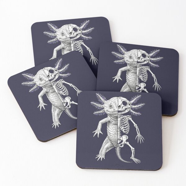 Artikelvorschau, Anatomische Studie eines Axolotl-Halbskeletts entworfen und verkauft von DesignbyKarma.