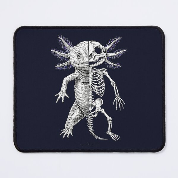 Item preview, Axolotl Half Skeleton Anatomical Study designed and sold by DesignbyKarma.