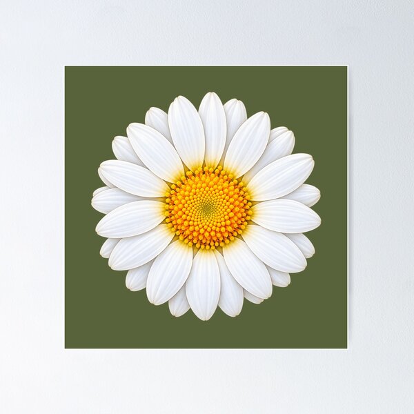 Artikelvorschau, Weiße Gänseblümchen – Botanische Kunst von Bellis Perennis entworfen und verkauft von HO•Designs.