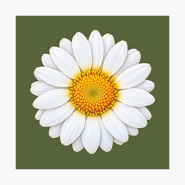 Item preview, White Daisy Flower – Bellis Perennis Botanical Art designed and sold by HO•Designs.