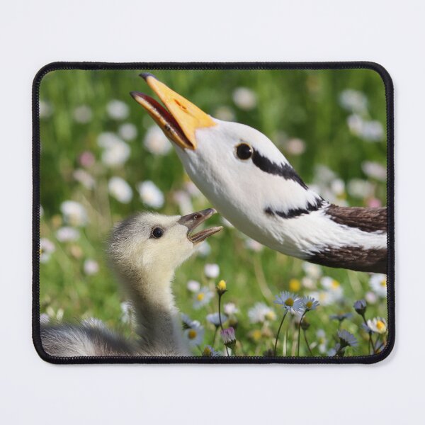 Item preview, Gosling with mother designed and sold by GreyFeatherPhot.