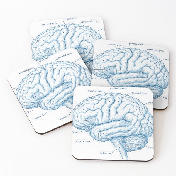 Item preview, Anatomy Brain Lobes Blueprint Physical Therapy Sticker designed and sold by isokinetic.