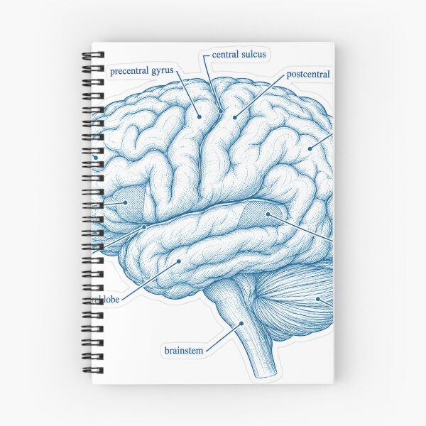 Item preview, Anatomy Brain Lobes Blueprint Physical Therapy Sticker designed and sold by isokinetic.