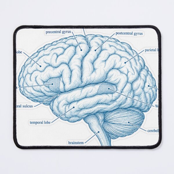 Item preview, Anatomy Brain Lobes Blueprint Physical Therapy Sticker designed and sold by isokinetic.
