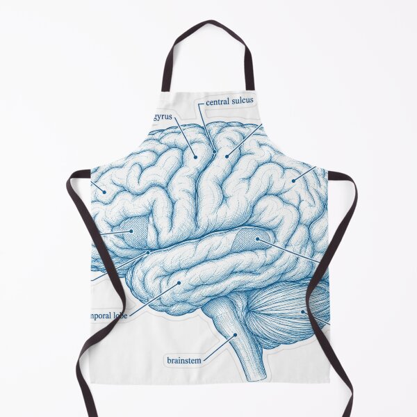 Aperçu de l'œuvre Plan anatomique des lobes du cerveau - Autocollant de physiothérapie créée et vendue par isokinetic.