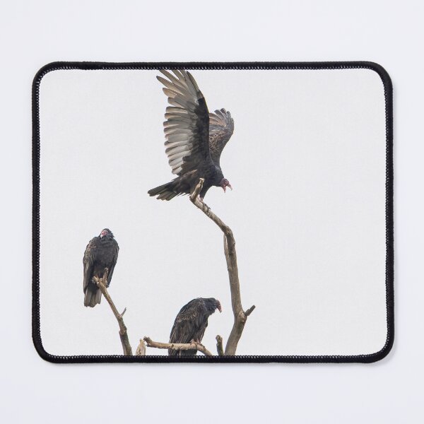 Item preview, Three on a limb. Turkey Vultures. 9-18-2026 designed and sold by Thomasyoung.