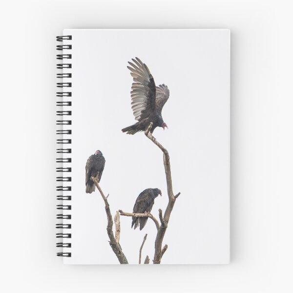 Item preview, Three on a limb. Turkey Vultures. 9-18-2026 designed and sold by Thomasyoung.