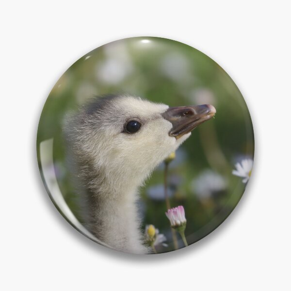 Item preview, Gosling in daisies designed and sold by GreyFeatherPhot.