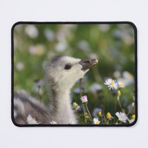 Item preview, Gosling in daisies designed and sold by GreyFeatherPhot.