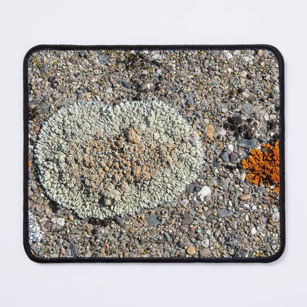 Item preview, Close shot of orange and light green lichen on concrete at Libby Dam designed and sold by lisavonbiela.