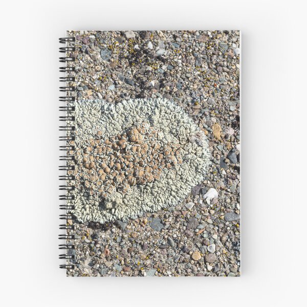 Item preview, Close shot of orange and light green lichen on concrete at Libby Dam designed and sold by lisavonbiela.