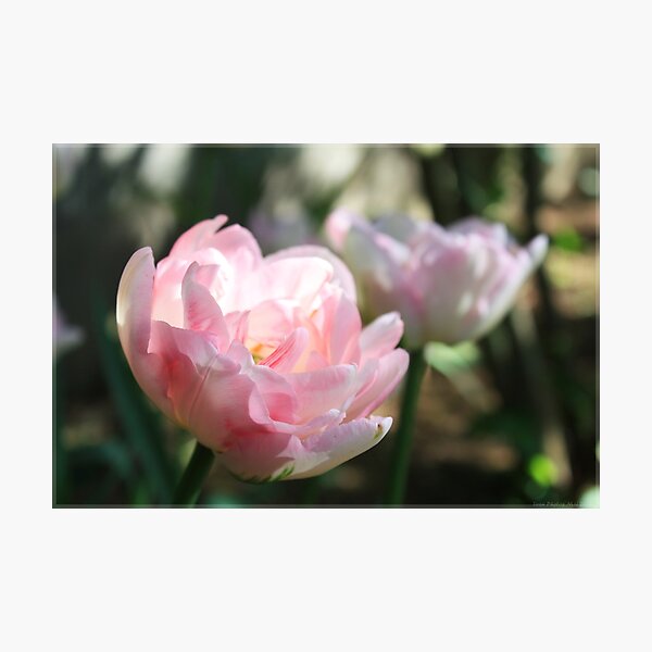 Pastel Tulipe Impression photo