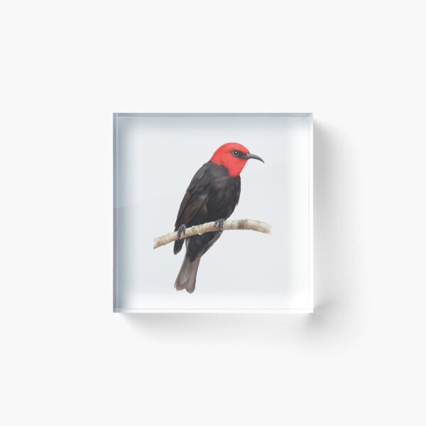 Item preview, Cardinal Myzomela (Myzomela cardinalis) designed and sold by HOMETOWN86.