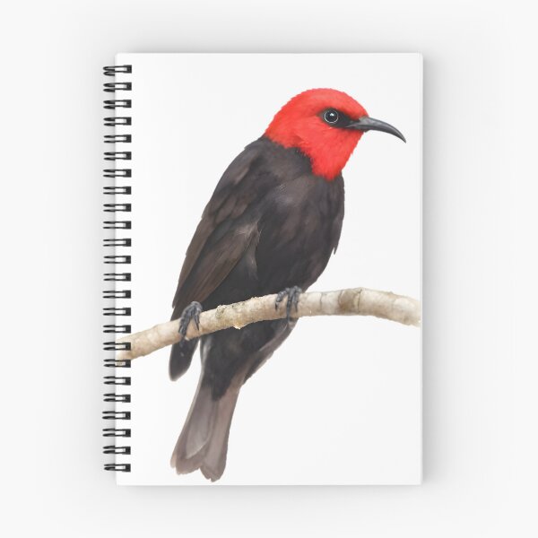 Item preview, Cardinal Myzomela (Myzomela cardinalis) designed and sold by HOMETOWN86.