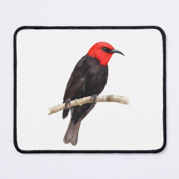 Item preview, Cardinal Myzomela (Myzomela cardinalis) designed and sold by HOMETOWN86.