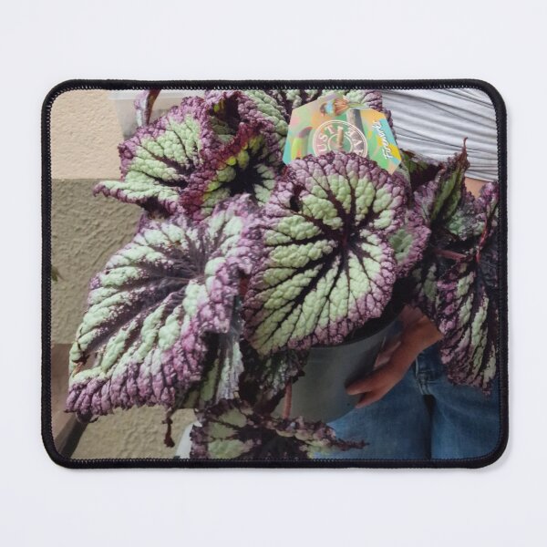 Item preview, Begonia designed and sold by Prospettivafutura .