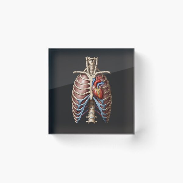 Item preview, Vintage Anatomical Ribcage with Detailed Human Heart designed and sold by Mousy17.