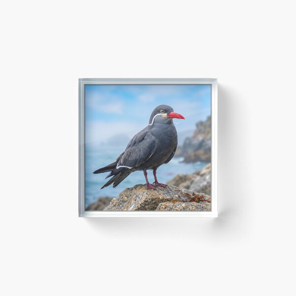 Item preview, Exotic Beautiful Birds - inca tern #4 designed and sold by Helios Be. Lavsh.