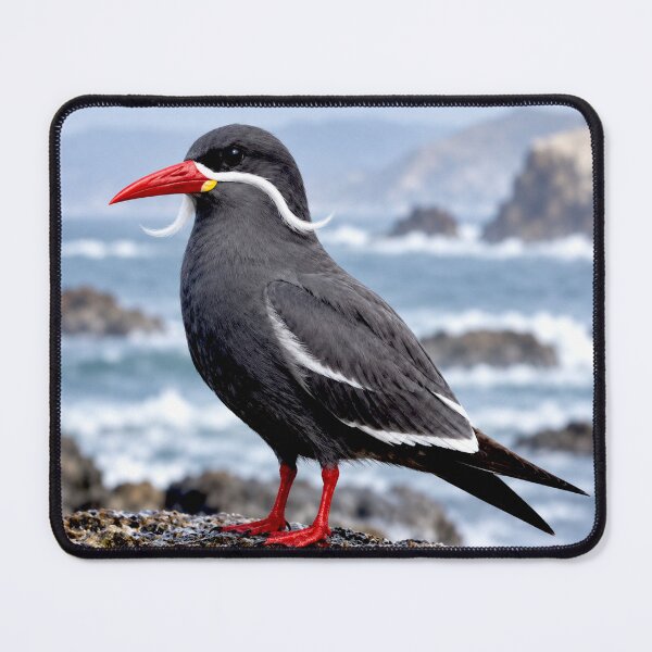 Item preview, Exotic Beautiful Birds - inca tern #5 designed and sold by Helios Be. Lavsh.
