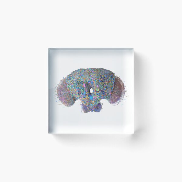 Item preview, fly brain designed and sold by PrintondemArt.