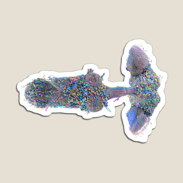 Item preview, fly brain designed and sold by PrintondemArt.