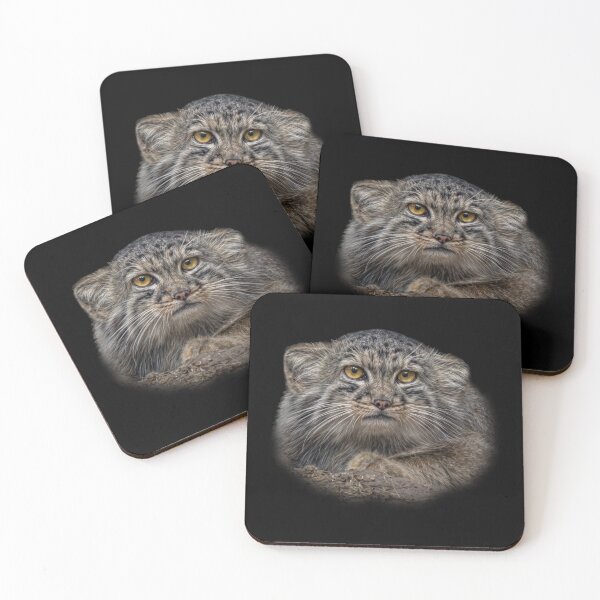 Item preview, Manul cub designed and sold by Guardi71.