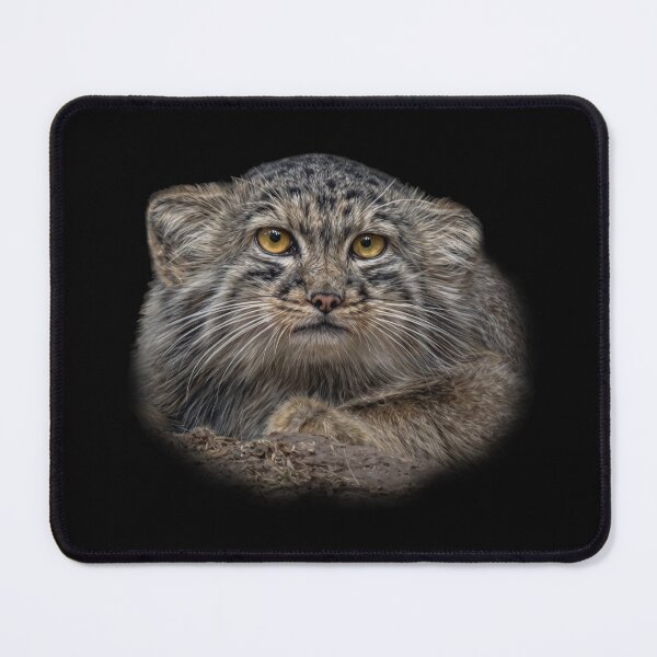 Item preview, Manul cub designed and sold by Guardi71.