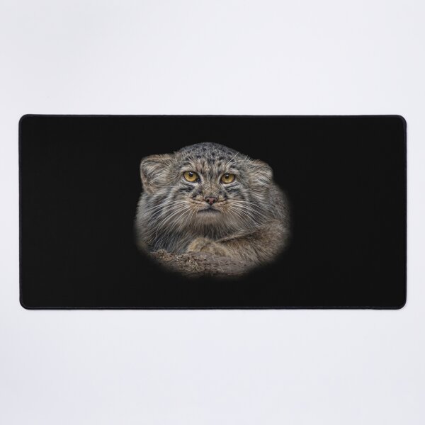 Item preview, Manul cub designed and sold by Guardi71.