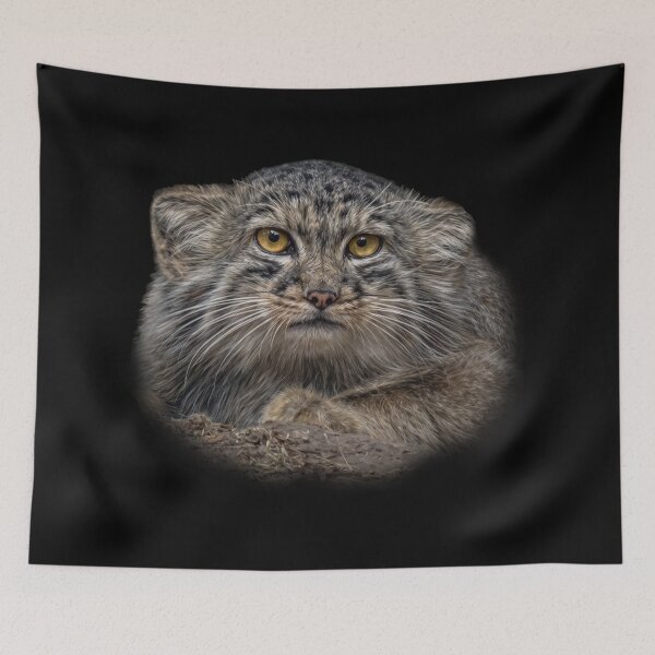Item preview, Manul cub designed and sold by Guardi71.