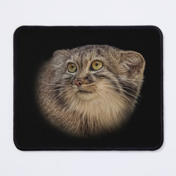 Item preview, Manul cub designed and sold by Guardi71.